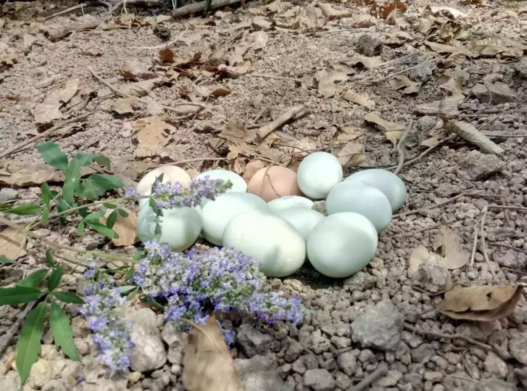 吃什么东西补硒便宜好(吃补硒的保健品有用吗)-硒宝网