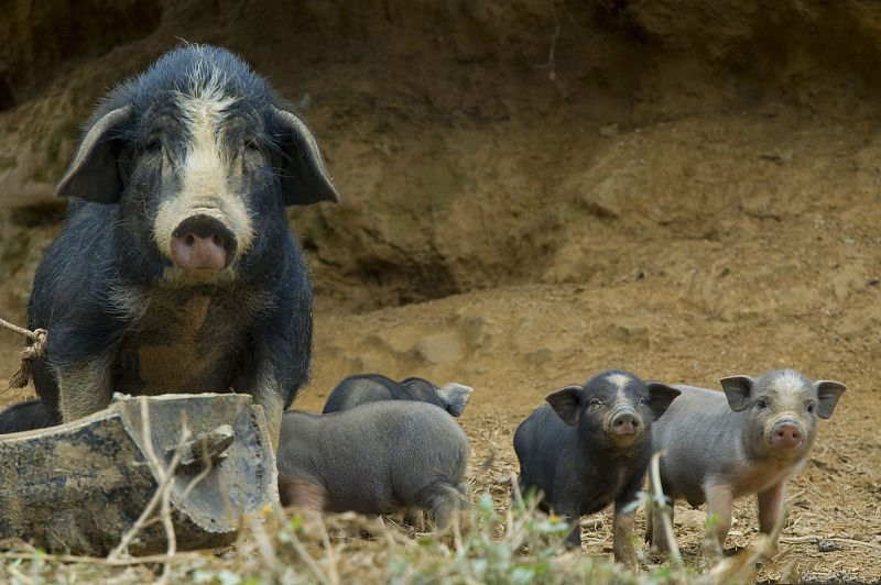 母猪产后能打补硒针吗（母猪产后可以打磺胺吗）-硒宝网