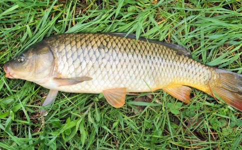 女人吃什么最补硒的呢(补硒对女人的好处)-硒宝网