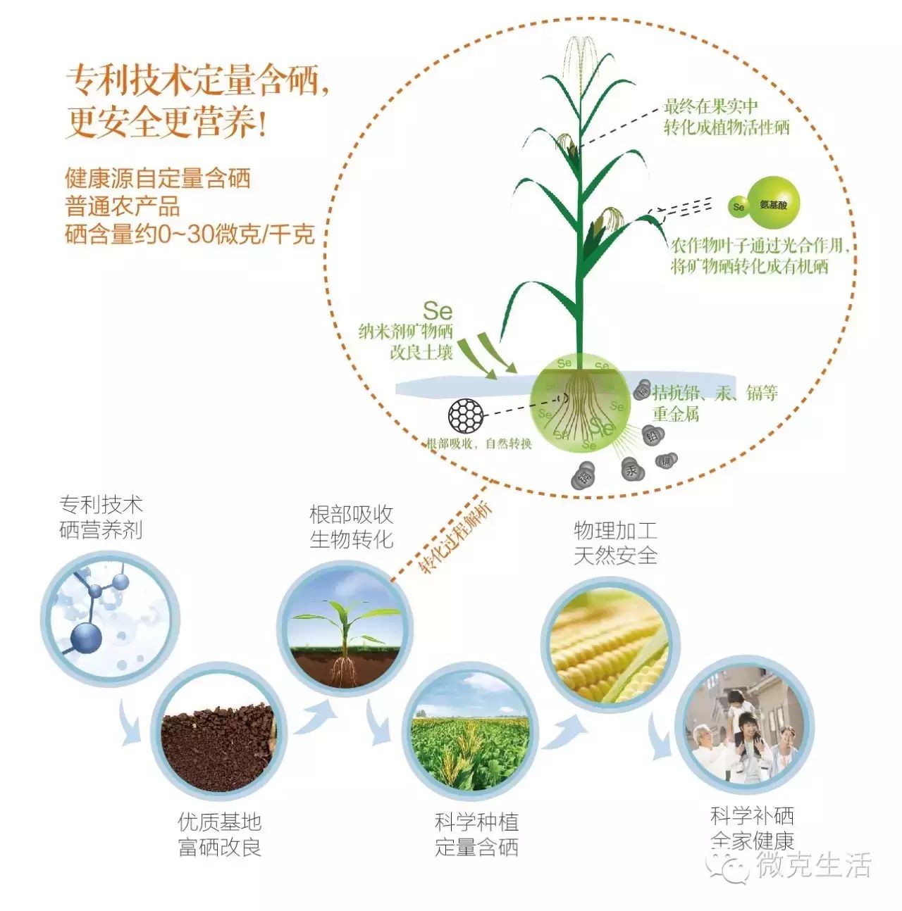 补锌又补硒的药有哪些（补锌补硒的药）-硒宝网