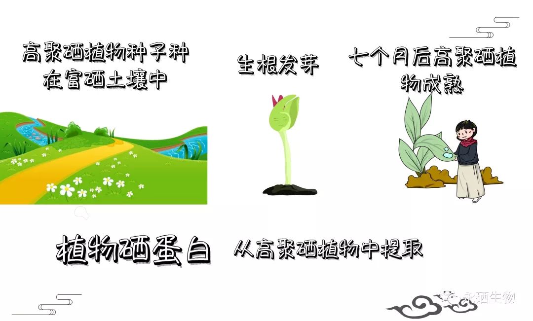 羊补硒和钠用什么食物（给羊补硒用什么药）-硒宝网