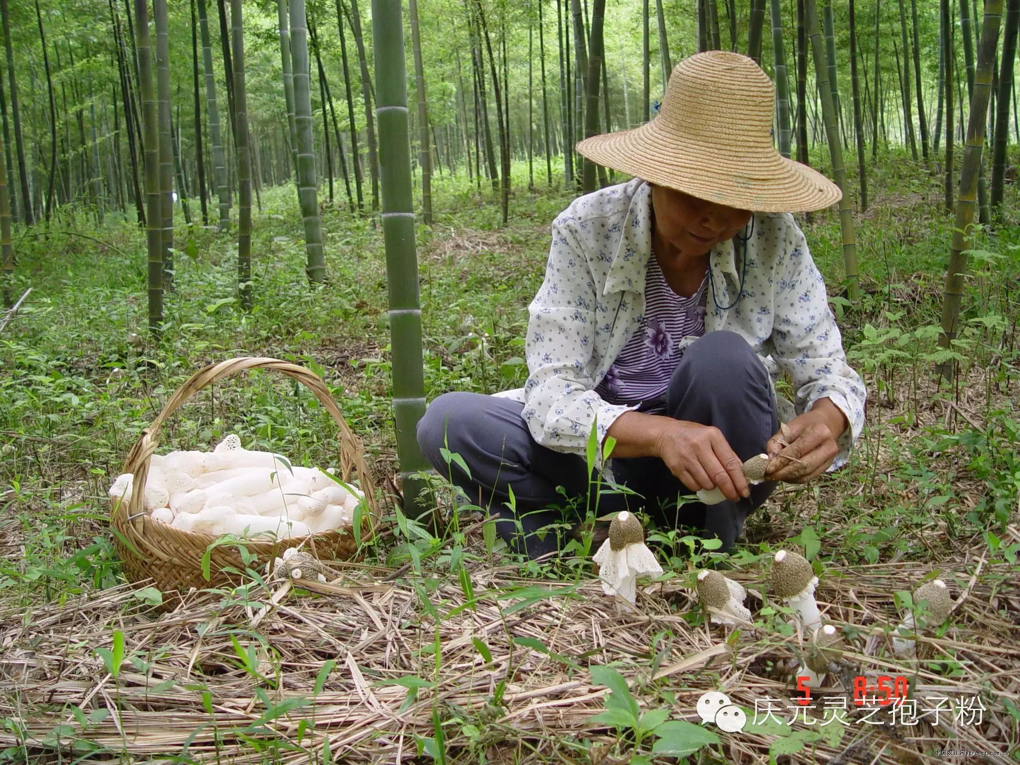 补植物硒对肝癌有用吗（补肝癌植物硒用有副作用吗）-硒宝网