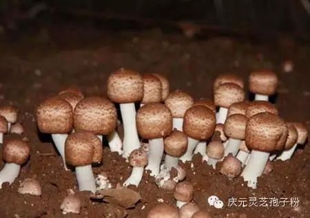 补植物硒对肝癌有用吗（补肝癌植物硒用有副作用吗）-硒宝网