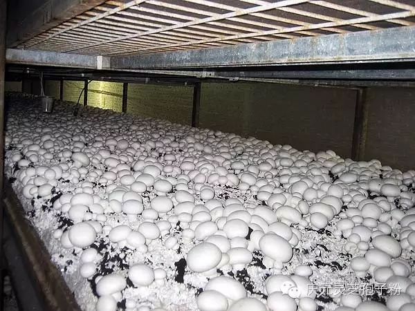 补植物硒对肝癌有用吗（补肝癌植物硒用有副作用吗）-硒宝网