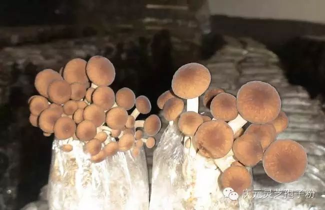 补植物硒对肝癌有用吗（补肝癌植物硒用有副作用吗）-硒宝网