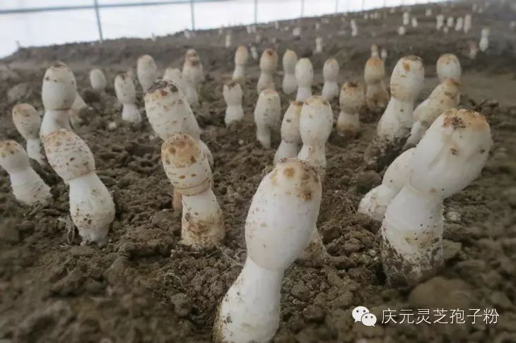 补植物硒对肝癌有用吗（补肝癌植物硒用有副作用吗）-硒宝网