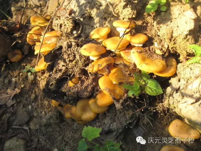 补植物硒对肝癌有用吗（补肝癌植物硒用有副作用吗）-硒宝网