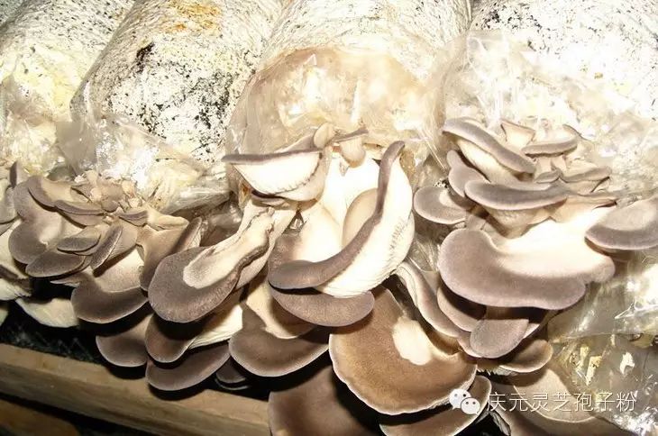 补植物硒对肝癌有用吗（补肝癌植物硒用有副作用吗）-硒宝网