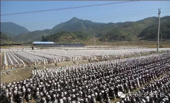 补植物硒对肝癌有用吗（补肝癌植物硒用有副作用吗）-硒宝网