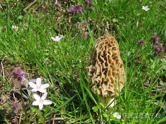 补植物硒对肝癌有用吗（补肝癌植物硒用有副作用吗）-硒宝网