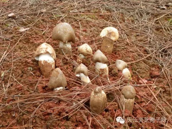 补植物硒对肝癌有用吗（补肝癌植物硒用有副作用吗）-硒宝网