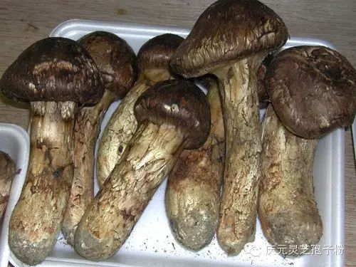 补植物硒对肝癌有用吗（补肝癌植物硒用有副作用吗）-硒宝网