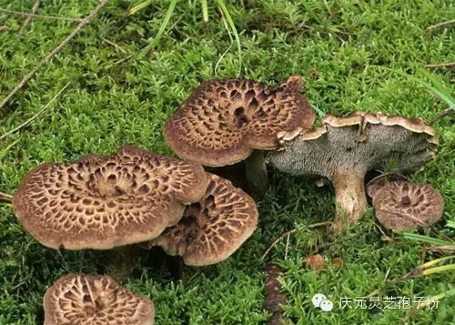 补植物硒对肝癌有用吗（补肝癌植物硒用有副作用吗）-硒宝网