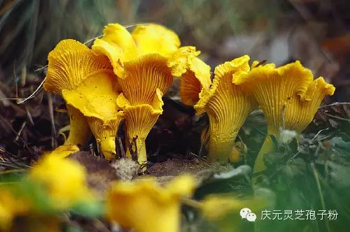 补植物硒对肝癌有用吗（补肝癌植物硒用有副作用吗）-硒宝网