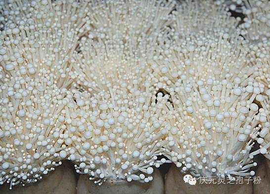 补植物硒对肝癌有用吗（补肝癌植物硒用有副作用吗）-硒宝网