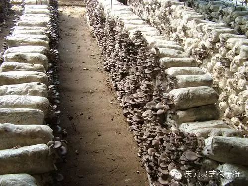 补植物硒对肝癌有用吗（补肝癌植物硒用有副作用吗）-硒宝网