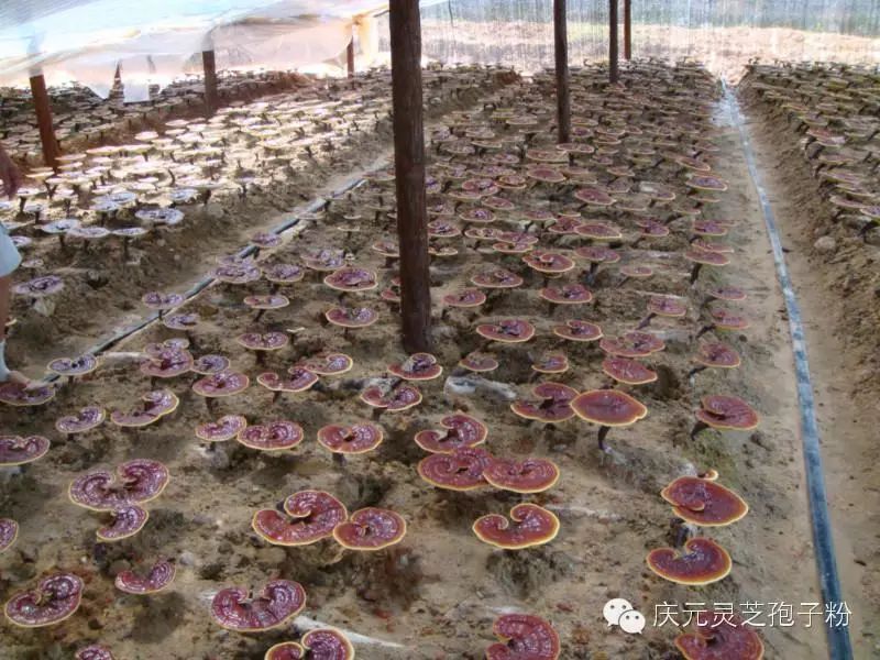 补植物硒对肝癌有用吗（补肝癌植物硒用有副作用吗）-硒宝网