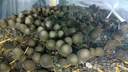 补植物硒对肝癌有用吗（补肝癌植物硒用有副作用吗）-硒宝网