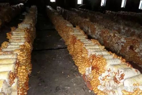 补植物硒对肝癌有用吗（补肝癌植物硒用有副作用吗）-硒宝网