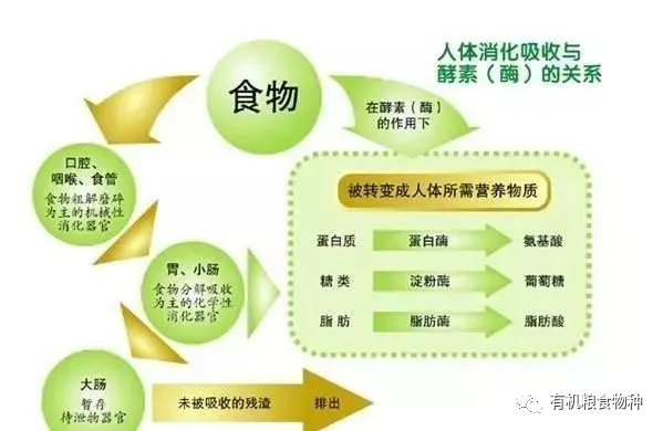 什么人适宜补硒元素呢（适宜补元素硒人群的食物）-硒宝网