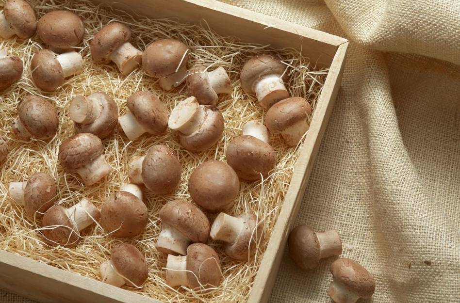 免疫力不够可以补硒吗（身体免疫力低可以吃硒片吗）-硒宝网