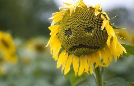 免疫力不够可以补硒吗（身体免疫力低可以吃硒片吗）-硒宝网