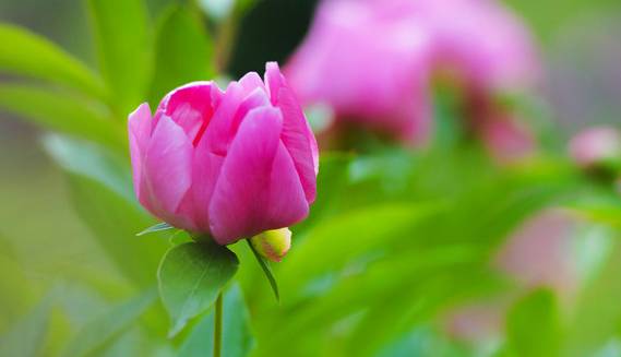 免疫力不够可以补硒吗（身体免疫力低可以吃硒片吗）-硒宝网