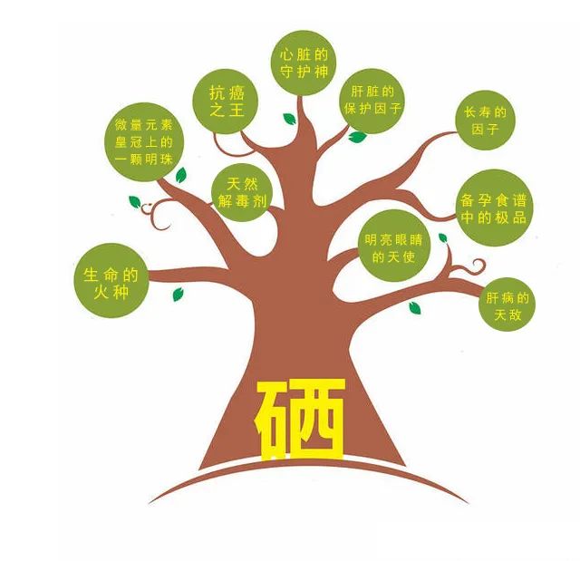 补硒国际品牌有哪些呢(补硒产品哪个国家的好)-硒宝网