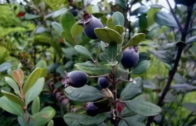 补什么样的硒最好吸收（硒人体怎么吸收）-硒宝网