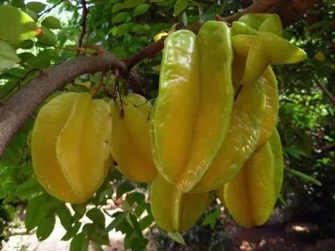 补什么样的硒最好吸收（硒人体怎么吸收）-硒宝网