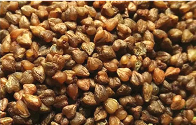 补硒能双向调节免疫力（免疫力双向调节的药物）-硒宝网