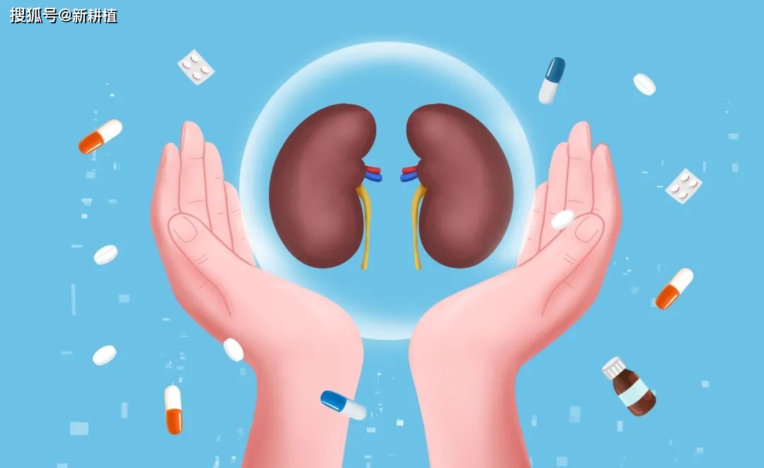 肾移植植后可以补硒吗(肾移植后可以补肾吗)-硒宝网