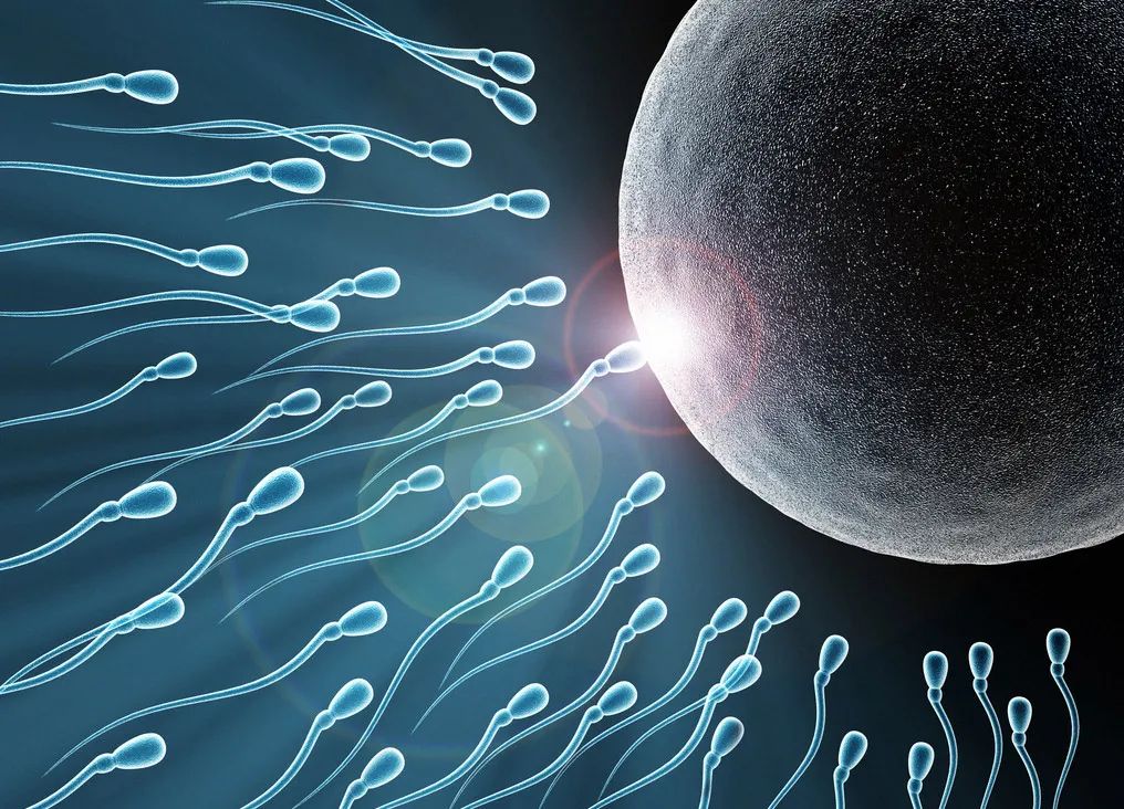 备孕可以吃补硒的要吗(硒备孕可以吃吗)-硒宝网