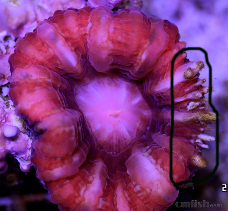 怎样查微量元素(查微量元素需要多久出结果)-硒宝网