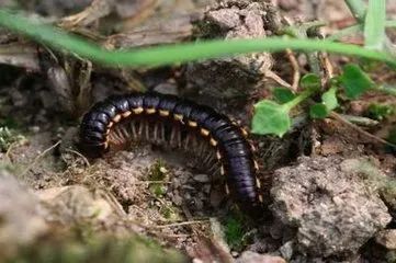 鼻咽癌要补硒吗为什么(硒对鼻咽癌有帮助吗)-硒宝网