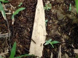 鼻咽癌要补硒吗为什么(硒对鼻咽癌有帮助吗)-硒宝网