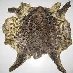 鼻咽癌要补硒吗为什么(硒对鼻咽癌有帮助吗)-硒宝网