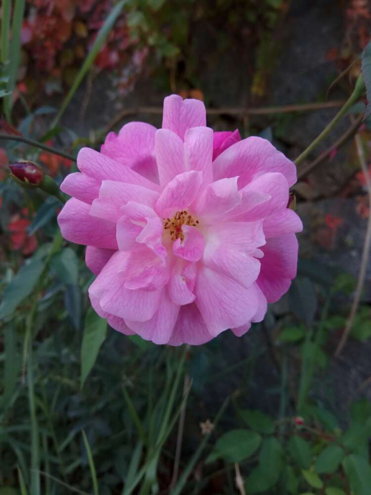 每天晒太阳多久补钙(每天晒补钙太阳有用吗)-硒宝网