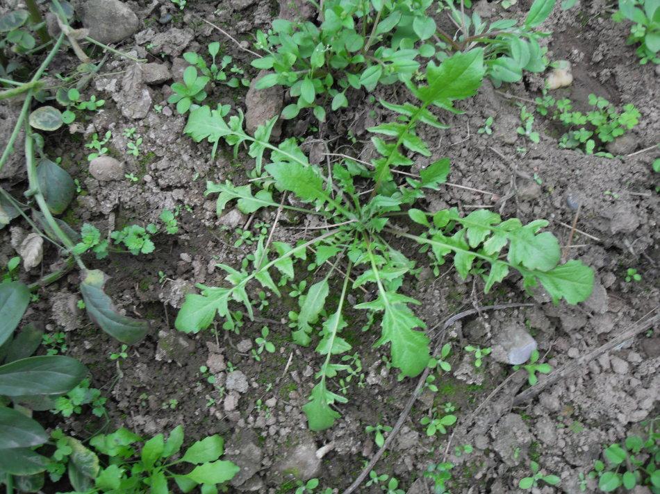 补钙菜(吃什么青菜补钙)-硒宝网