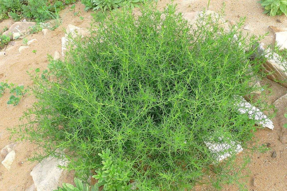 补钙菜(吃什么青菜补钙)-硒宝网