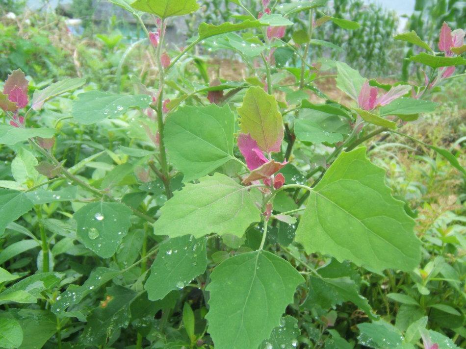 补钙菜(吃什么青菜补钙)-硒宝网