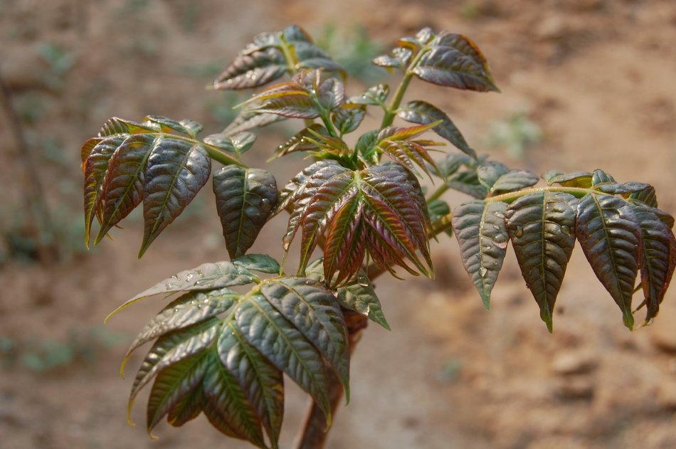 补钙菜(吃什么青菜补钙)-硒宝网