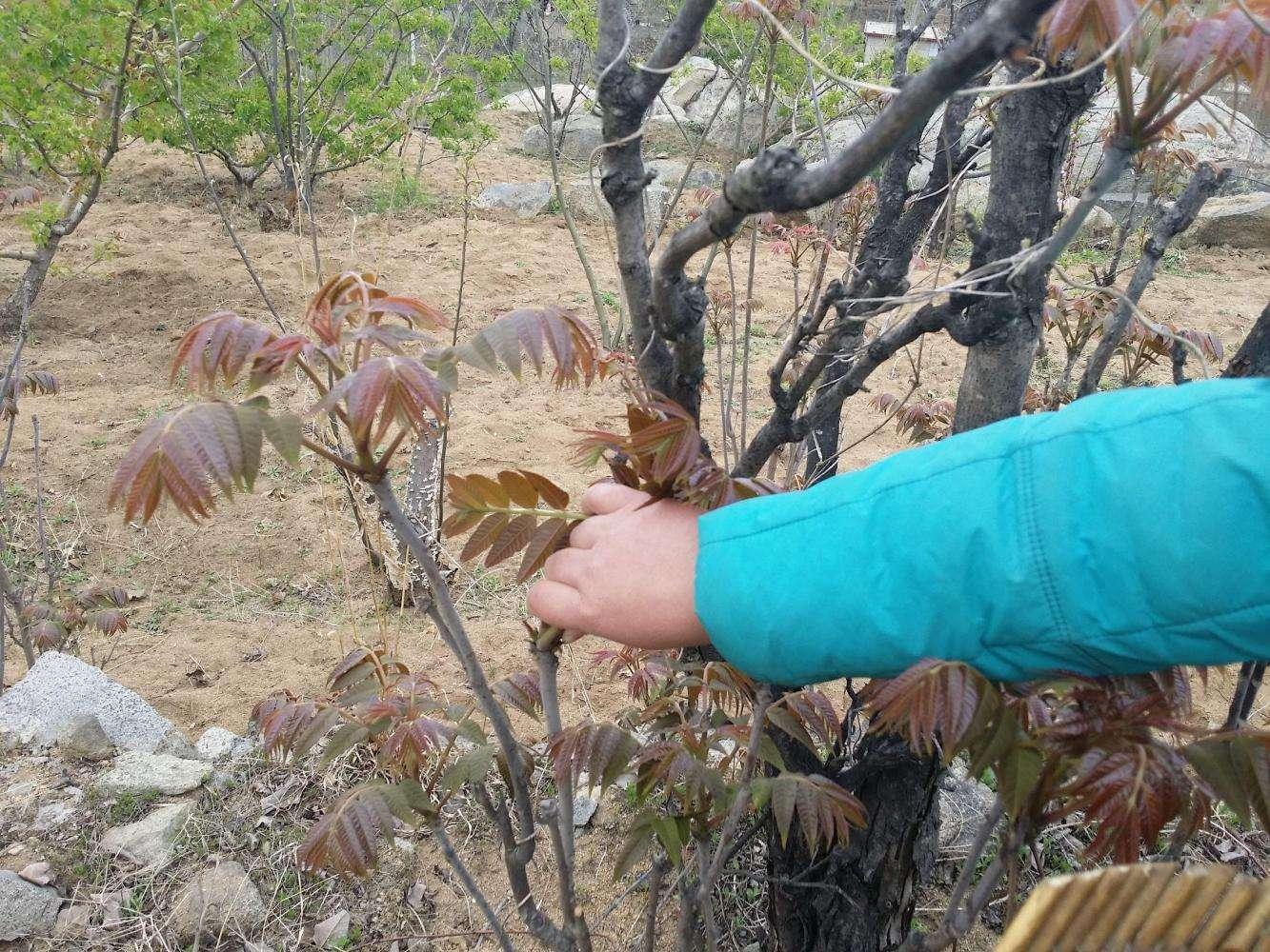 补钙菜(吃什么青菜补钙)-硒宝网