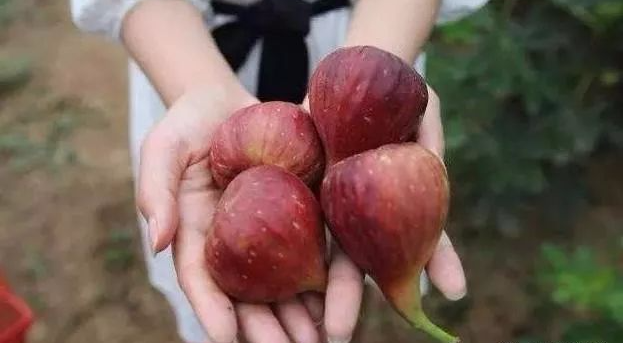 三种补硒的食物有哪些(食补硒吃什么好)-硒宝网