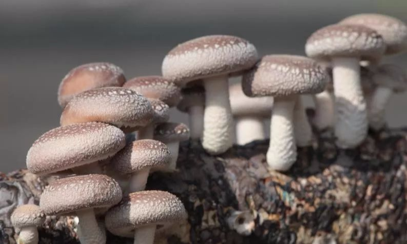 三种补硒的食物有哪些(食补硒吃什么好)-硒宝网