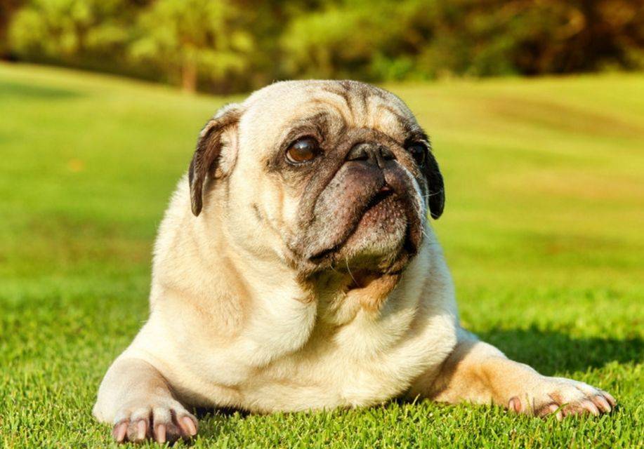 骨质增生可以补钙吗（增生补钙骨质可以长高吗）-硒宝网