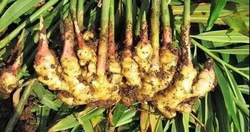 来大姨妈可以补硒吗吗(大姨妈可以吃硒吗)-硒宝网