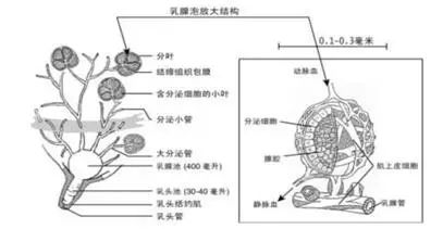 一头牛补多少亚硒酸钠(一头牛补多少亚硒酸钠)-硒宝网