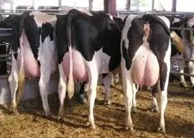 一头牛补多少亚硒酸钠(一头牛补多少亚硒酸钠)-硒宝网