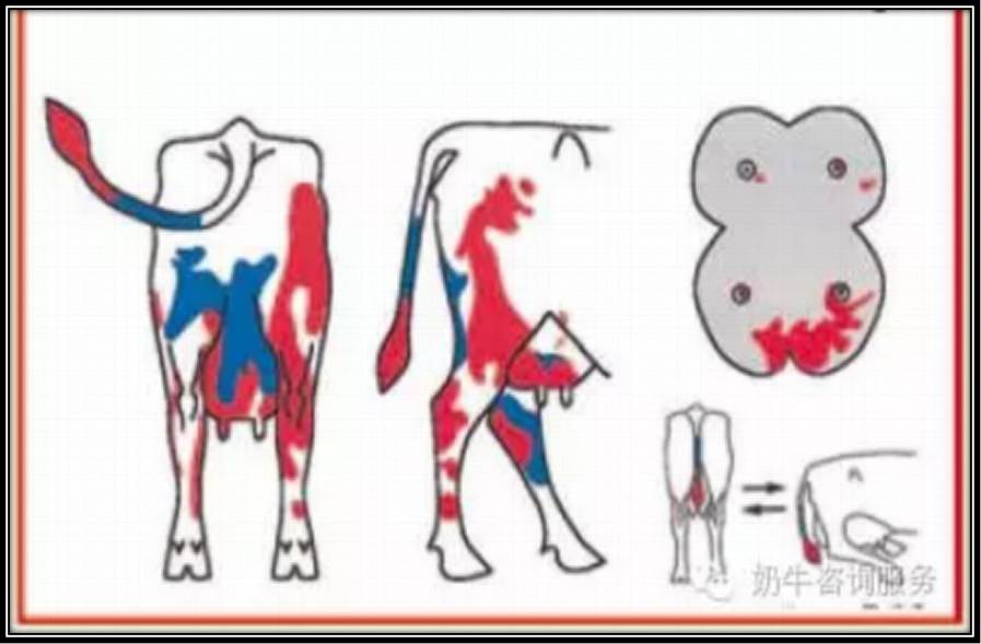 一头牛补多少亚硒酸钠(一头牛补多少亚硒酸钠)-硒宝网